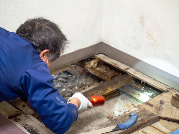 Best Basement Mold Remediation in Battle Ground, WA