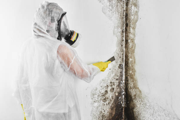 Best Health and Safety Mold Remediation in Battle Ground, WA