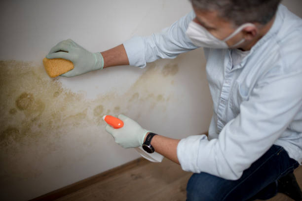 Best Attic Mold Remediation in Battle Ground, WA