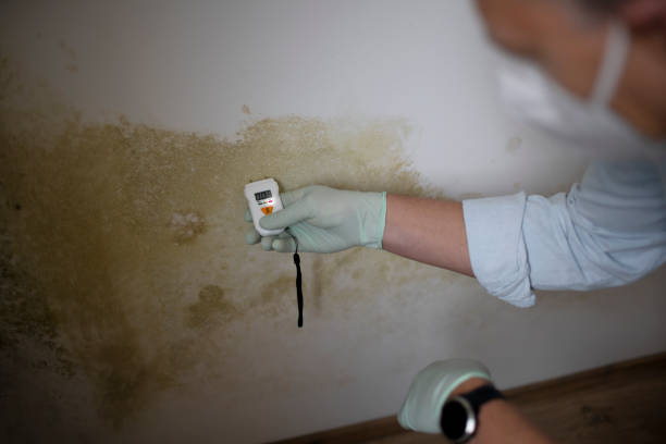 Best Residential Mold Remediation in Battle Ground, WA