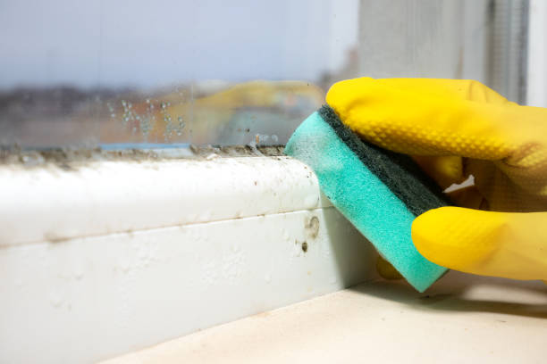 Best Mold Remediation for Specific Building Types in Battle Ground, WA