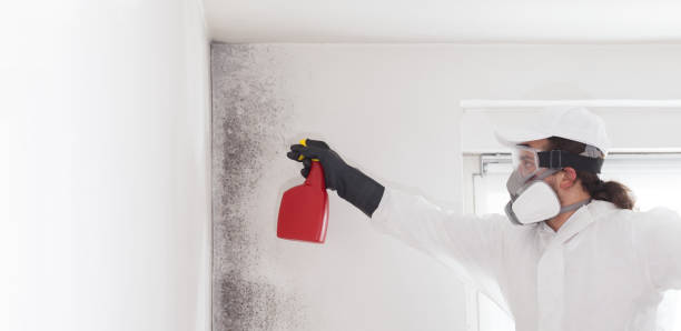 Best Industrial Mold Remediation in Battle Ground, WA