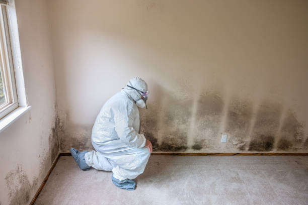 Battle Ground, WA Mold Remediation Company