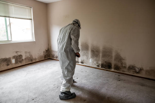 Best Bathroom Mold Remediation in Battle Ground, WA