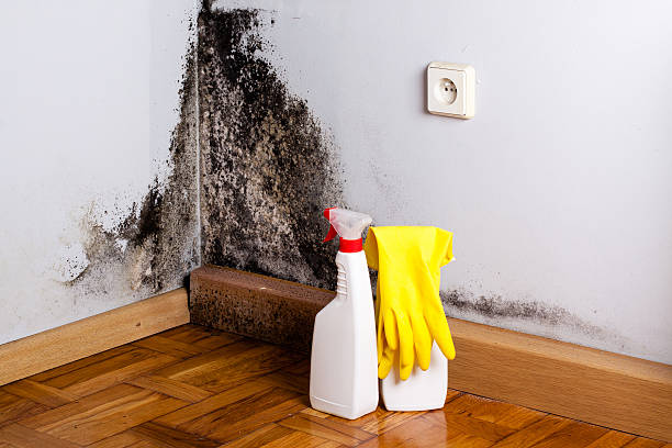Best Mold Testing and Inspection Services in Battle Ground, WA