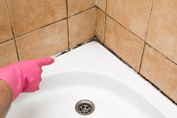 Best Insurance-Related Mold Remediation in Battle Ground, WA